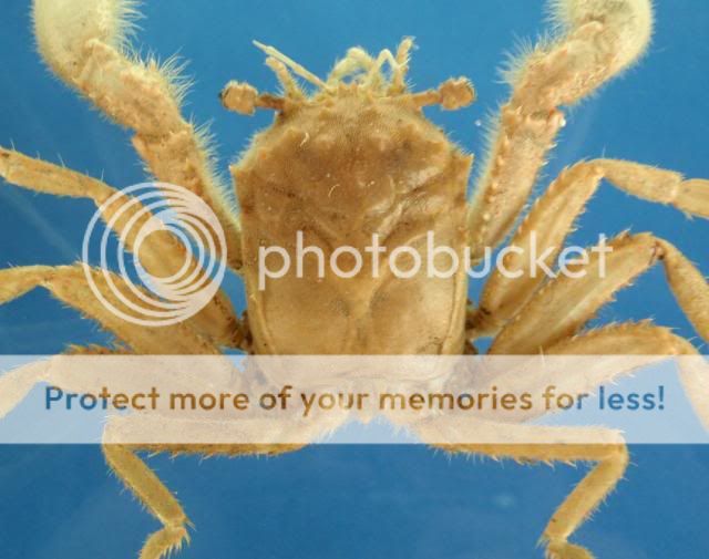 Sponge Crab  Homola orientalis,Henderson, 1888 # 07372  