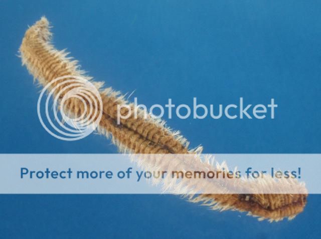 有关以下物品的详细资料: bristle worm - hermodice sp.